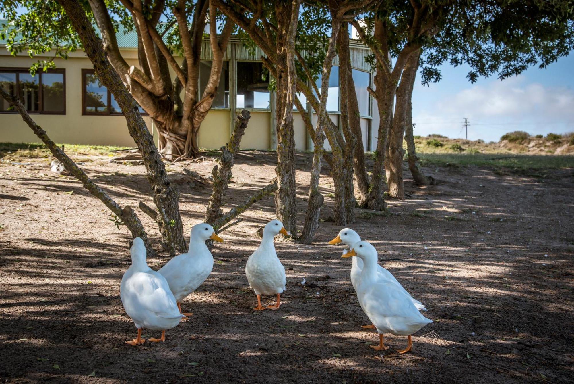 Grootvlei Guest Farm Lambertʼs Bay Exterior foto